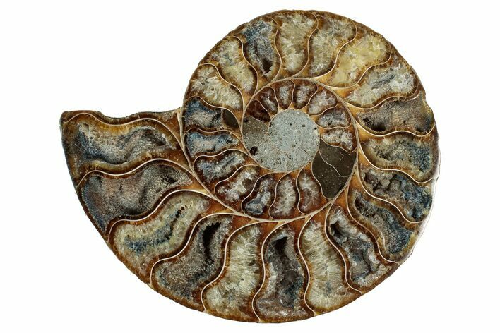 Cut & Polished Ammonite Fossil (Half) - Deep Crystal Pockets #344405